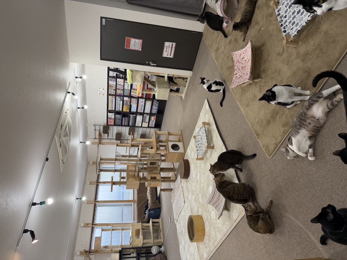 CATLOAFの店内写真